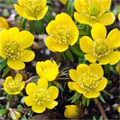 Produktbild von 500 Winterlinge "Eranthis Cilicica" , Pflanzknollen Gr. 3.5-4