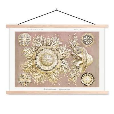 Produktbild von MuchoWow® Textilposter Jahrgang - Ernst Haeckel - Qualle - Kunst 120x80 cm mit holzfarbenen Rahmen - Aufhängeset