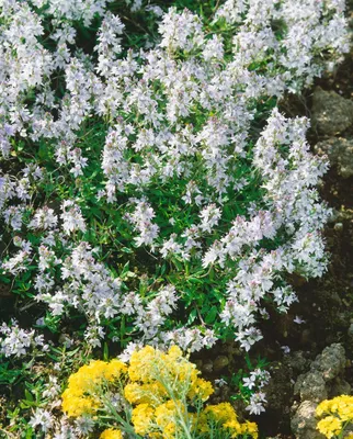 Produktbild von Veronica prostrata 'Alba', Ehrenpreis, weiß, ca. 9x9 cm Topf