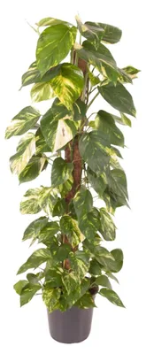 Image de Epipremnum pinnatum - 110-120cm - Ø24cm - Plante d'intérieur - Vert persistant