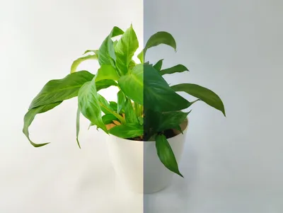Produktbild von Folia solarna statyczna 60 x 200 cm - efekt imitacji lustra