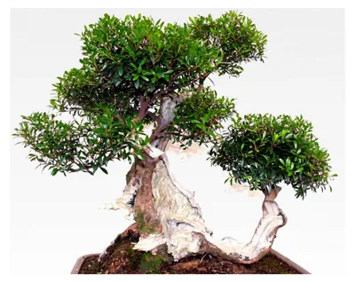 Produktbild von Echte Myrte Bonsai 30 Samen