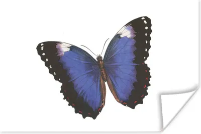 Produktbild von MuchoWow® Poster Schmetterling - Blau - Schwarz 180x120 cm - Fotoplakat