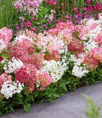 Produktbild von BALDUR-Garten 1x Niedrige Hortensie 'Groundbreaker®', Pflanze im 14 cm-Topf, Hydrangea paniculata Groundbreaker® Blush, wird maximal 40 cm hoch, extrem reichblühend, als Bodendecker geeignet