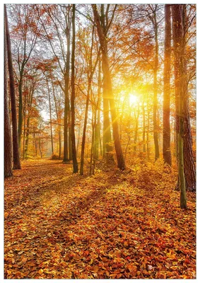 Produktbild von Wallario Premium Glasbild, freischwebende Optik, kräftige Farben, Größe 100 x 70 cm Motiv Sonnenuntergang im herbstlichen Wald