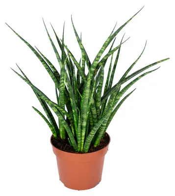 Image de Bloomique - Sansevieria Fernwood Punk - Langue de belle-mère - Plantes d’intérieur - Dépolluante - Très facile à entretenir - Hauteur 20-30 cm - Pot 12 cm