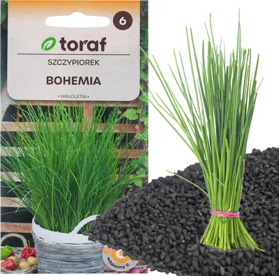Produktbild von Schnittlauch Bohemia 2G Schnittlauchsamen Schnellwachsend Mehrjährig