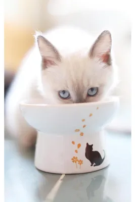 Image de Bol pour chat en porcelaine, surélevé, pour aliments humides et secs