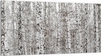 Produktbild von DEQORI Glasbild Echtglas 100x50 cm 'Birkengeheimnis' Wandbild Bild modern Deko