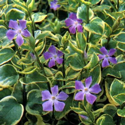 Produktbild von 6 x Immergrün  - Vinca major 'Variegata'  | Topf 9cm x 9cm