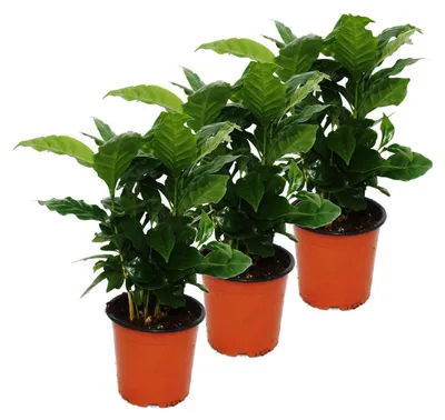 Produktbild von Kaffee Pflanze (Coffea arabica) 3 Pflanze - Zimmerpflanze