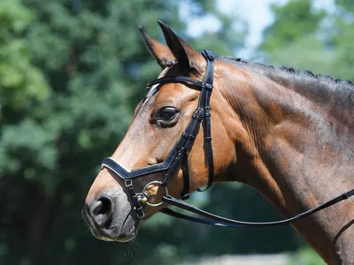 Immagine prodotto di BUSSE Snaffle Feeling Briglia snaffle in cuoio con redini nero/bianco (strass-argento)