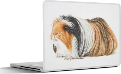 Produktbild von MuchoWow® Laptop Aufkleber Sticker Cover Illustration eines langhaarigen Meerschweinchens 36.5x27.5 cm - Laptop-Sticker