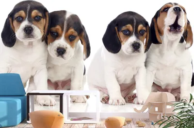 Produktbild von Vlies Fototapete Tiere 300x210 cm Tapeten Wandtapete XXL Hund Haustiere Welpen Puppy g-B-0203-a-a