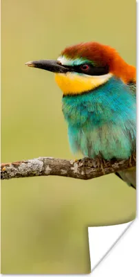 Produktbild von MuchoWow® Poster Vogel - Bienenfresser - Tiere 60x120 cm - Wandschmuck