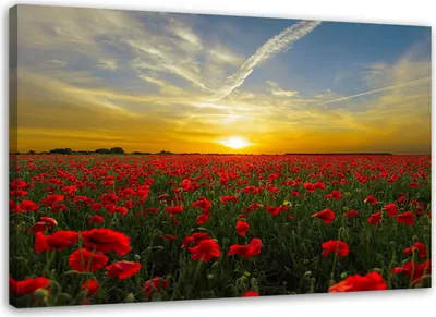 Produktbild von Leinwandbild wiese mit roten mohnblumen im sonnenschein 90x60 cm Feeby farbe wandbild bereit zum aufhängen