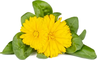 Produktbild von Click & Grow Click & Grow Smart Refill Marigold 3pcs