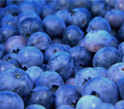 Produktbild von Dehner Heidelbeere Reka®, mittelgroße dunkelblaue Beeren, ca. 40-60 cm, 2 l Topf, Beerenstrauch