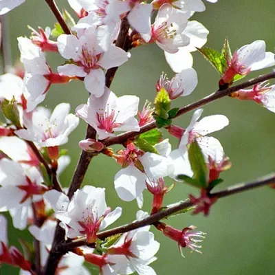 Obrázok produktu pre 2 x Filzkirsche - Prunus tomentosa | 25-30 cm v kontajneri