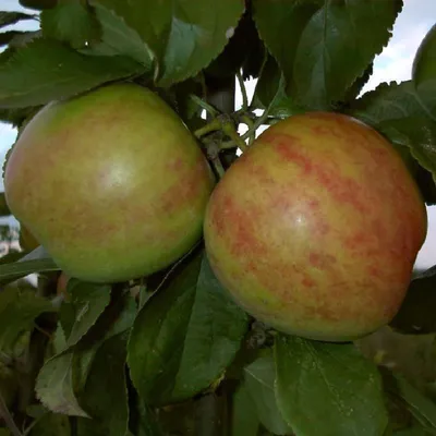 Produktbild von Obstbaum Apfelbaum Äpfel 2jährig Sommer- Herbst- Winter Apfel , Apfelbaum Varianten:Gravensteiner Herbstapfel