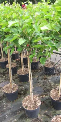 Produktbild von Hochstamm Zwerg-Maulbeere Mojo Berry ® - Morus rotundiloba - Stamm 80cm + Krone