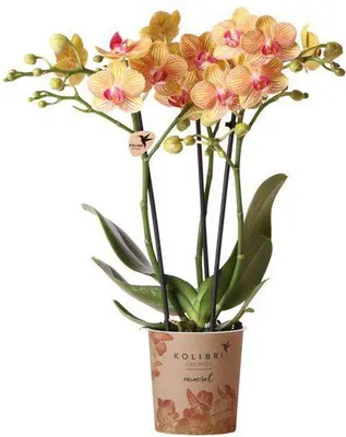 Produktbild von Phalaenopsis Orchid Orange Jamaica Zimmerpflanze Ø9cm Strahlend orangefarbene