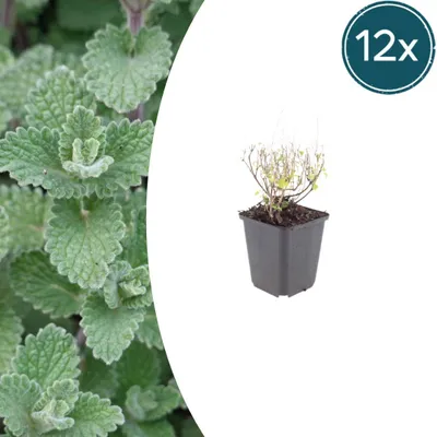Zdjęcie produktu dla Calamintha n. nepeta | 12 sztuk - 10-25cm - Ø9cm - Roślina ogrodowa