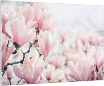 Produktbild von Bilder auf glas - Einteilig - Magnolie Blumen Rosa - 100x70cm - Glasbilder - Wandbilder - Bilder - zum Aufhängen bereit - Wanddekoration aus Glas - Glas Bilder - Wandbild auf Glas - GAA100x70-4396
