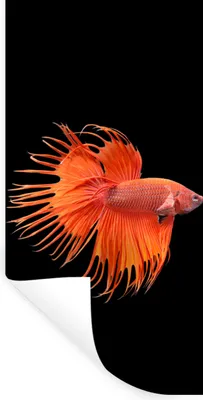 Produktbild von MuchoWow® Wandtattoo Wandsticker Wandaufkleber Fische - Wilde Tiere - Schwarz 20x40 cm Selbstklebend und Repositionierbar - Selbstklebend - Fototapeten