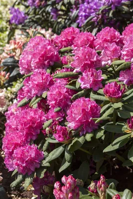 Produktbild von Rhododendron Hybr. 'Catharine van Tol', rosa Blüten, 30–40 cm