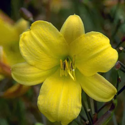 Obrázok produktu pre 6 x denivka  - Hemerocallis 'Corky'  | Kvetináč 9 cm x 9 cm