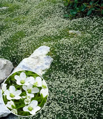 Produktbild von BALDUR Garten 3x Winterhartes Sternmoos, Pflanzen im 9x9 cm-Topf, immergrüner Bodendecker mit Sternblüten, bildet dichte Teppiche im Garten, pflegeleicht & anspruchslos, winterhart, mehrjährig