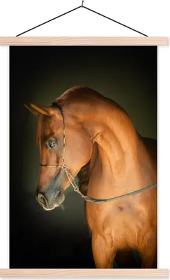 Produktbild von MuchoWow® Textilposter Pferd - Braun - Schwarz 40x60 cm mit holzfarbenen Rahmen - Poster