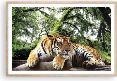 Produktbild von Gerahmtes Poster - Rahmen in heller Eiche - Tiger Dschungel Ruhe - 91,5x61 cm - Wand Bild - Wanddeko - Wandbilder - Wandposter - Bilderrahmen - Bilder - Kunstdruck - Wandbild - P2NAA91x61-4166