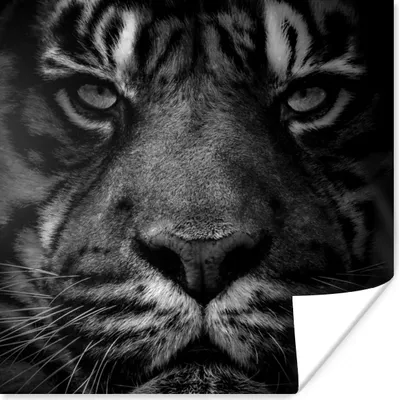 Produktbild von MuchoWow® Poster Dschungel - Tiger - Wilde Tiere - Schwarz - Weiß 75x75 cm - Wand Dekoration