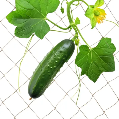 Immagine prodotto di Rete di sostegno in juta Relaxdays, per piante rampicanti, rete in juta, 3 x 4 m, giardino, supporto per cetrioli, biodegradabile, naturale