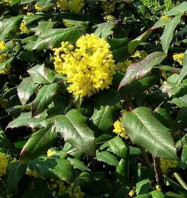 Produktbild von Mahonia aquifolium - Mahonie 40- 60 cm - Container