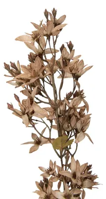 Imagen del producto de Clayre & Eef, flor artificial, 95 cm, blanca, de plástico