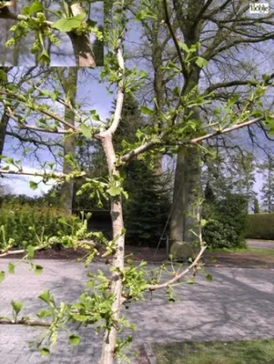 Produktbild von Ginkgo biloba Lakeview - Fächerblattbaum-Elefantenohrbaum - 60-80