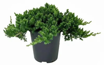 Produktbild von Kriech-Wacholder Nana 20-25 cm, im Topf - Juniperus procumbens, immergrün