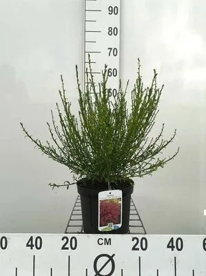 Image de Cytisus (s) 'Boskoop Ruby' - Genêt en conteneur 40- 60 cm