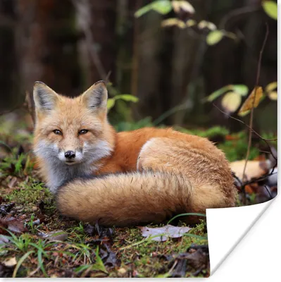 Produktbild von MuchoWow® Poster Fuchs - Wald - Tier 75x75 cm - Wand Dekoration