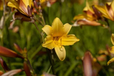 Produktbild von Hemerocallis middendorffii, Taglilie, gelb, ca. 11x11 cm Topf