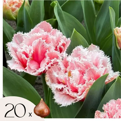 Zdjęcie produktu dla Cebule tulipanów - 20 szt - Tulipa 'Queensland' - Cebulki kwiatowe - Różowy