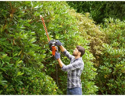 A man is trimming a hedge with an electric hedge trimmer.