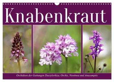 Produktbild von Knabenkraut (Wandkalender 2027 DIN A3 quer), CALVENDO Monatskalender