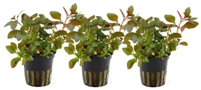 Produktbild von Aquarium Pflanze 3 Stück Ludwigia repens Rubin Wasserpflanze Tropica Nr.033D Set