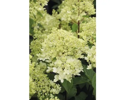 Produktbild von Rispenhortensie FloraSelf Hydrangea paniculata 'Magical Andes' H 50-60 cm Co 6 L