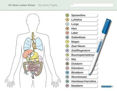 Produktbild von Ich kenne meinen Körper - Die inneren Organe