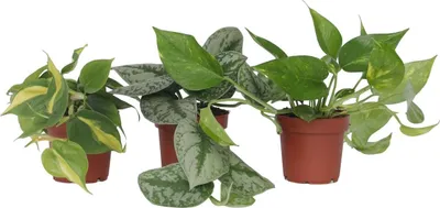 Produktbild von Efeutute - 3 Stk - Philodendron, Epipremnum - Höhe 25-40cm - ⌀12cm